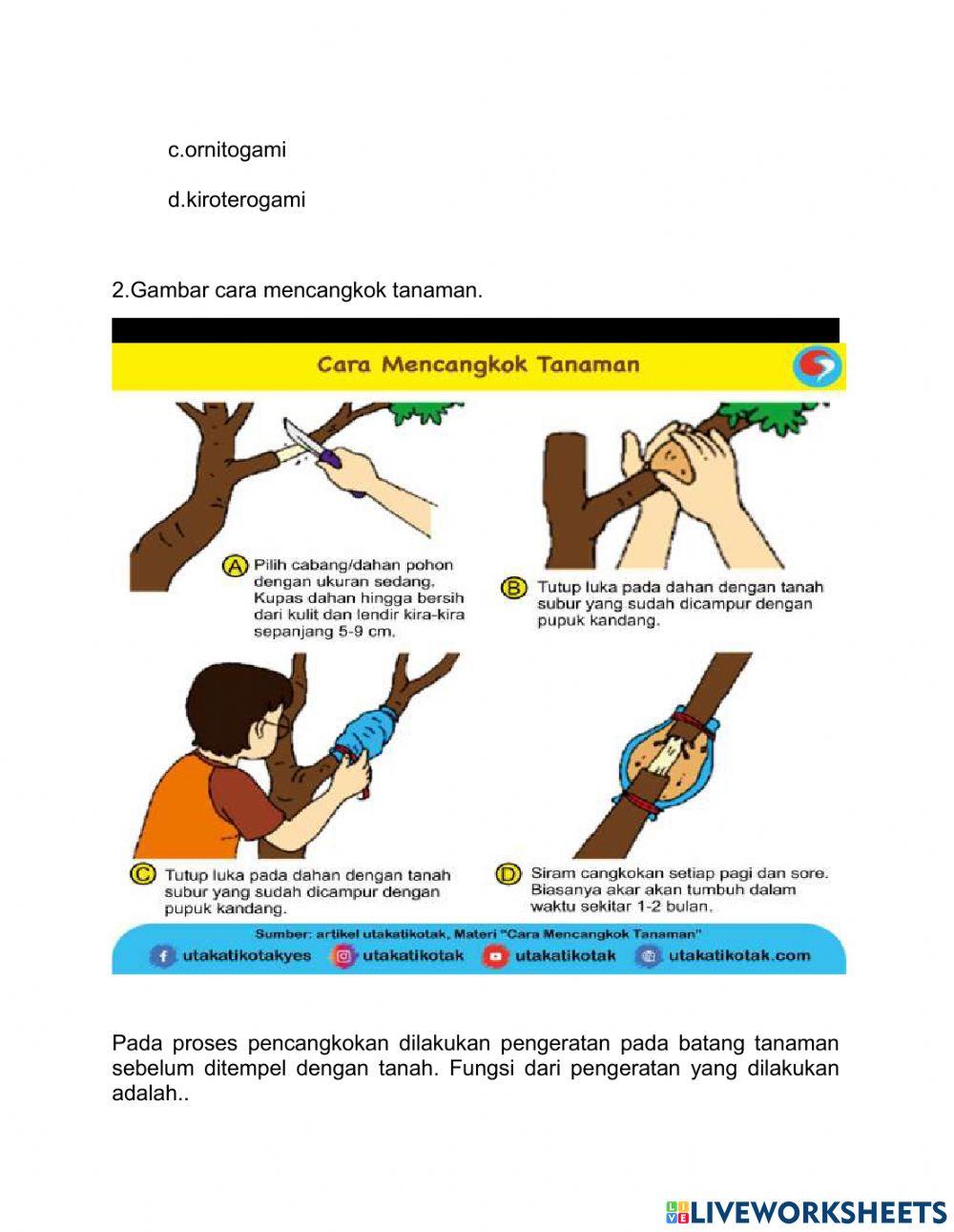 Perkembangbiakan tumbuhan