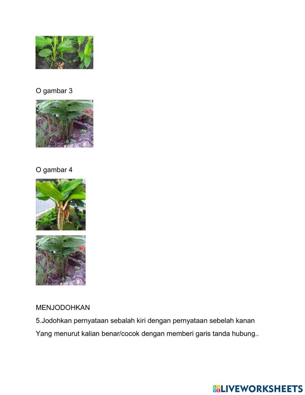 Perkembangbiakan tumbuhan