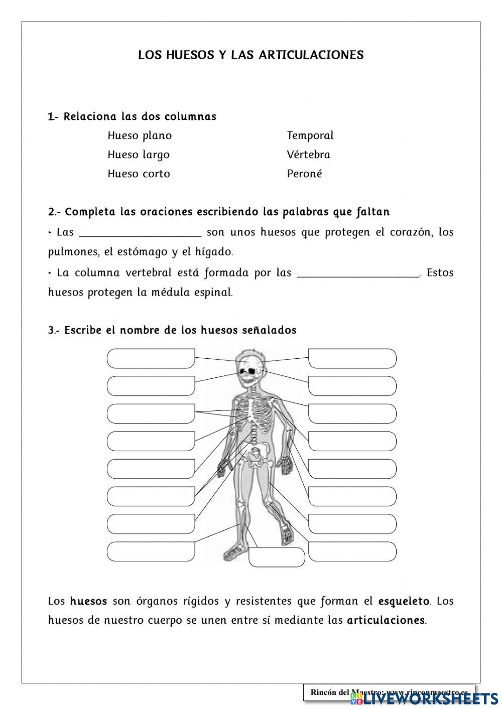 El cuerpo humano 6ºprimaria