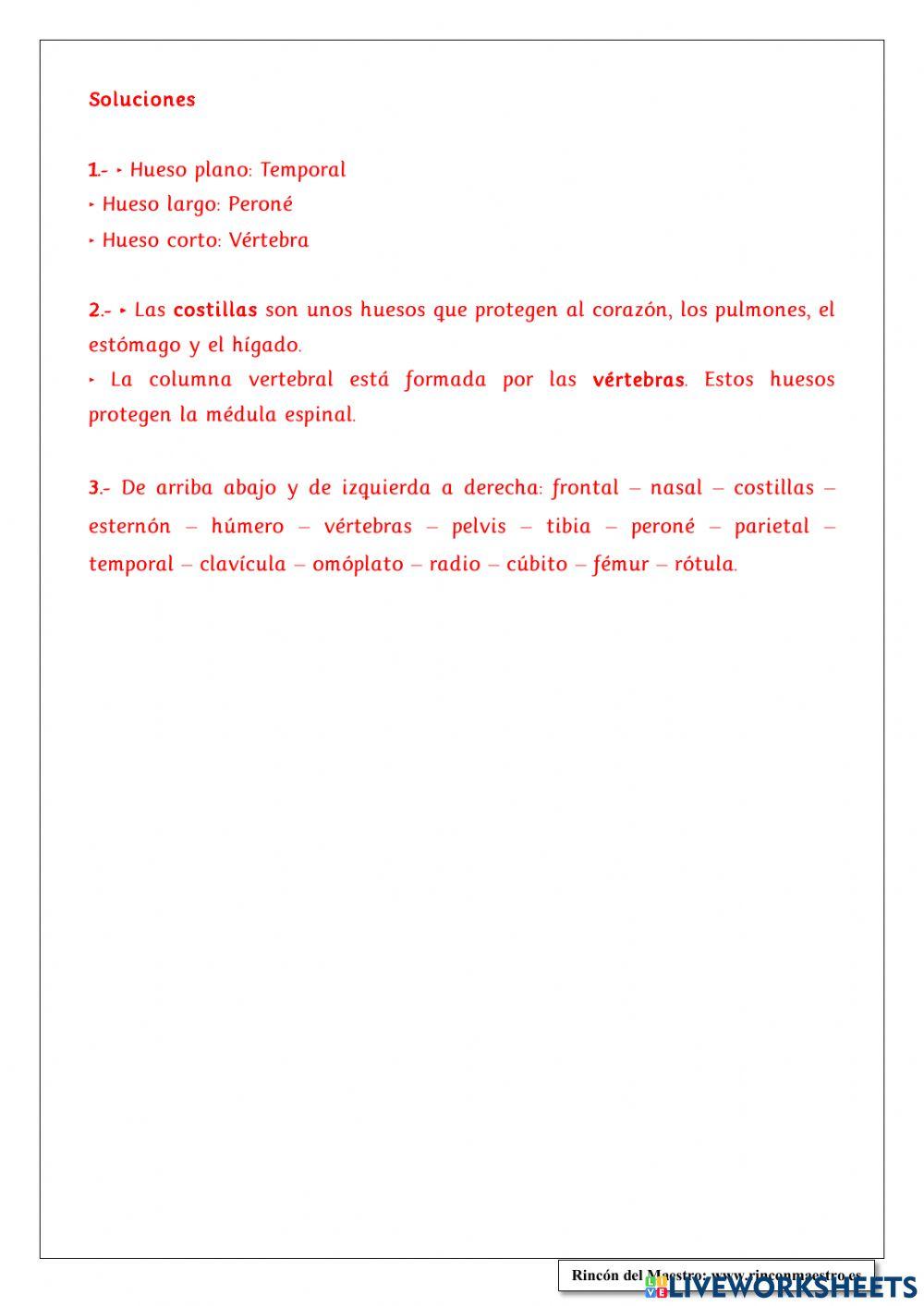 El cuerpo humano 6ºprimaria