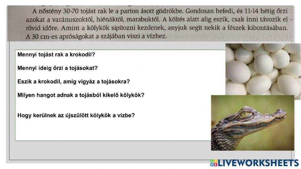 A nílusi krokodil