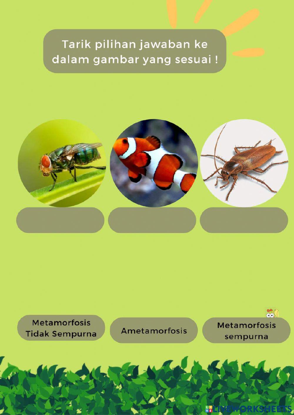LKPD Kelas V tema 5 subtema 1 pembelajaran 5