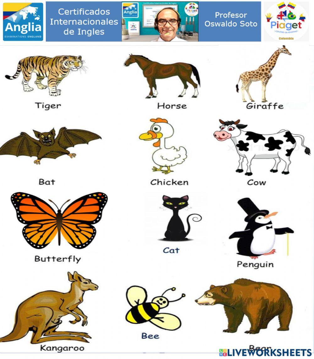 Animales In English