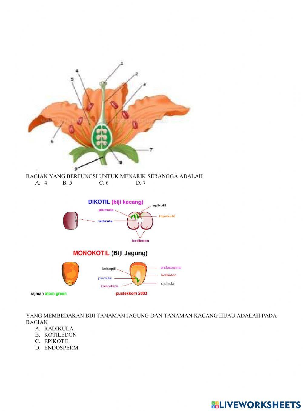 Struktur tubuh tumbuhan