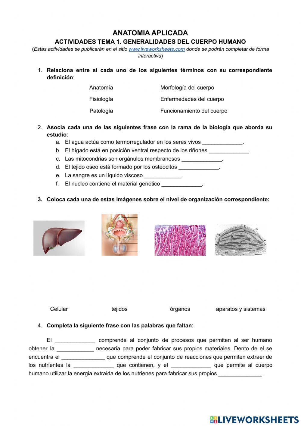 Huesos: Desarrollo y Osificación | Concise Medical Knowledge, image size:1000x1413