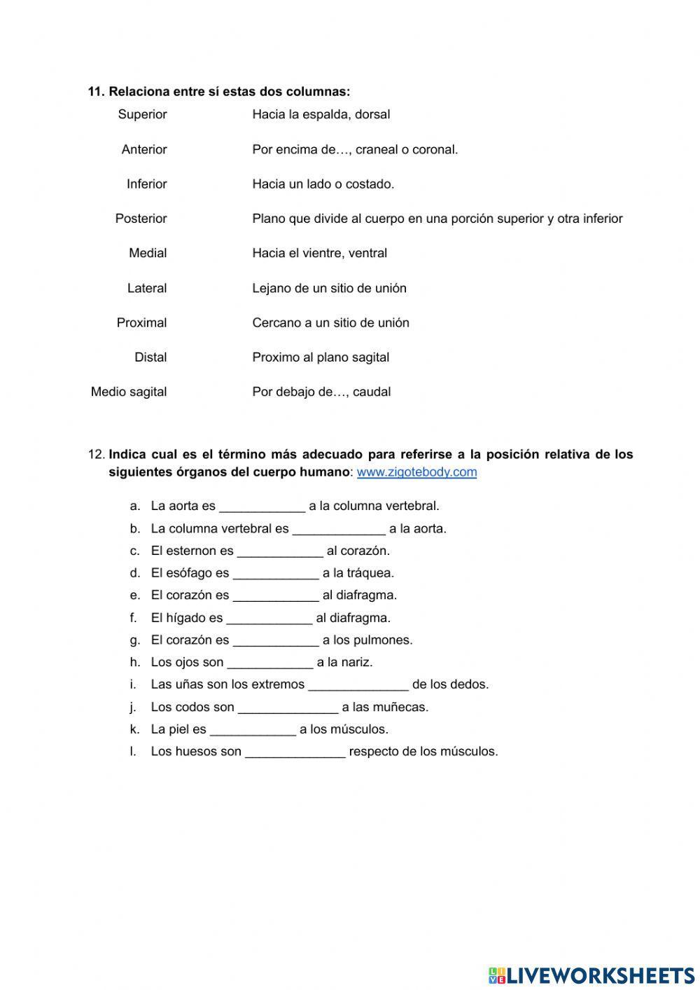 Generalidades de anatomía worksheet | Live Worksheets