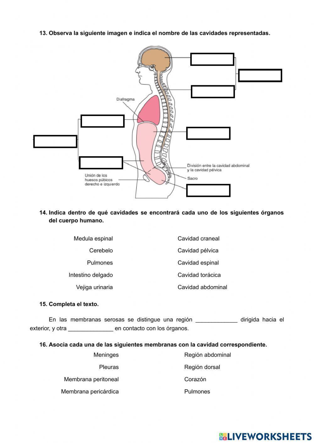 Generalidades de anatomía