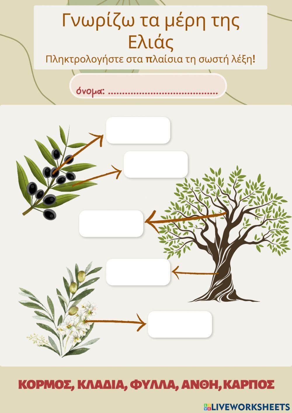 Τα μέρη της ελιάς