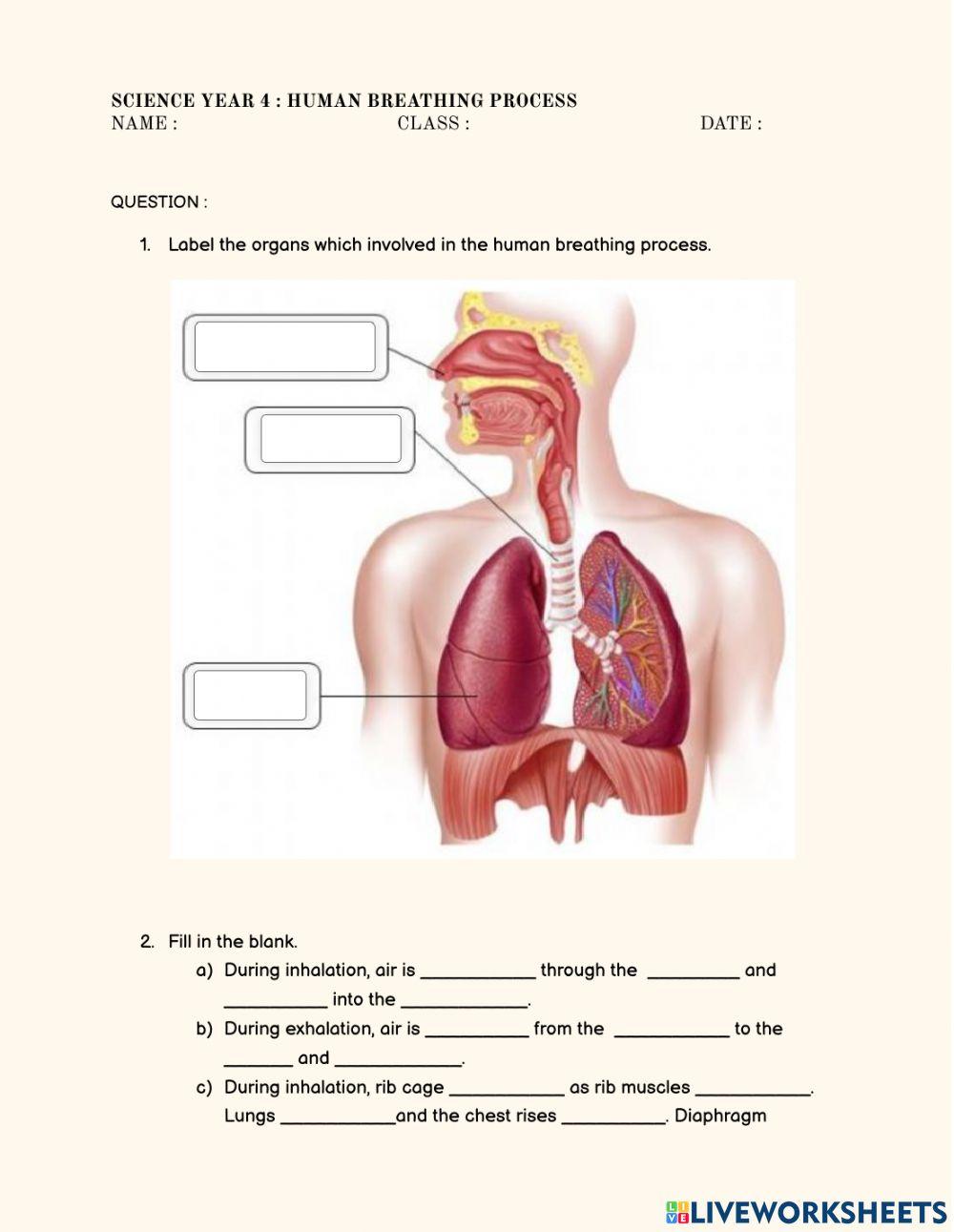 Science year 4 : human breathing process