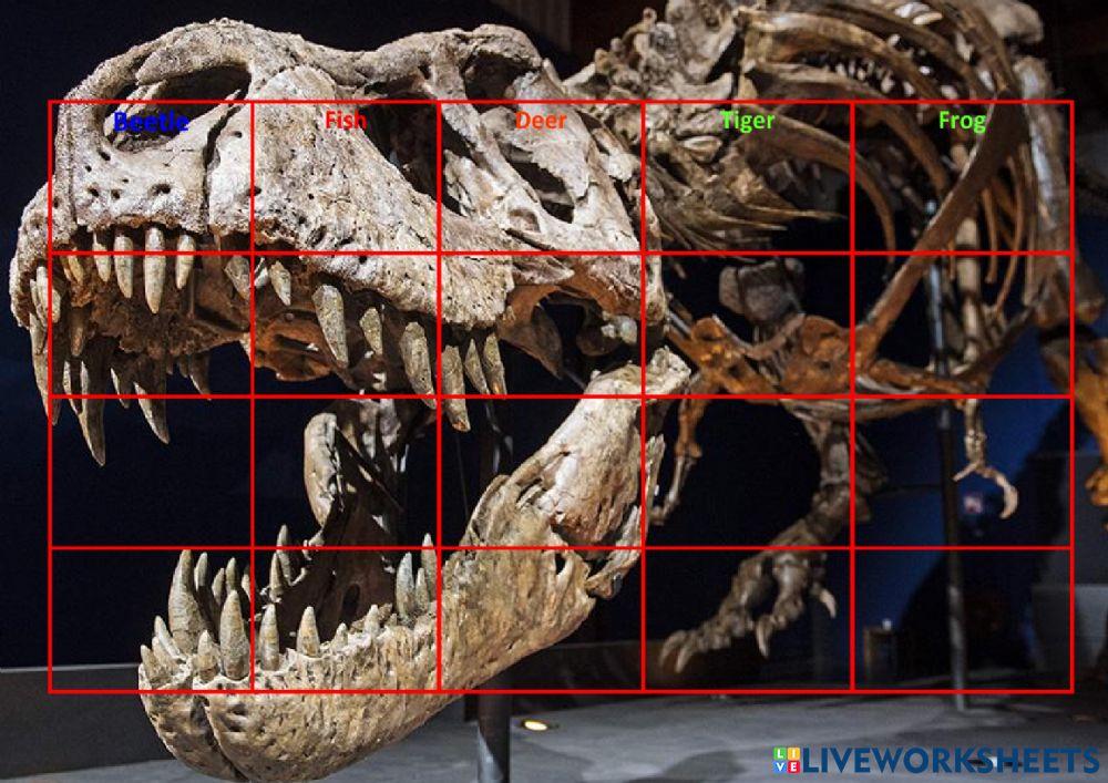 Related Animals through  Common Ancestry