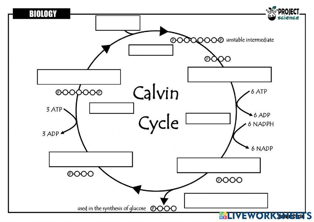 calvin-cycle-live-worksheets