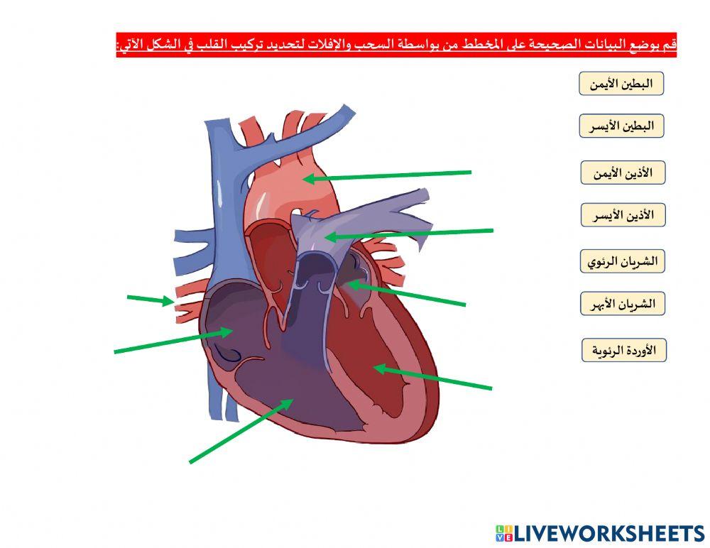 تركيب القلب