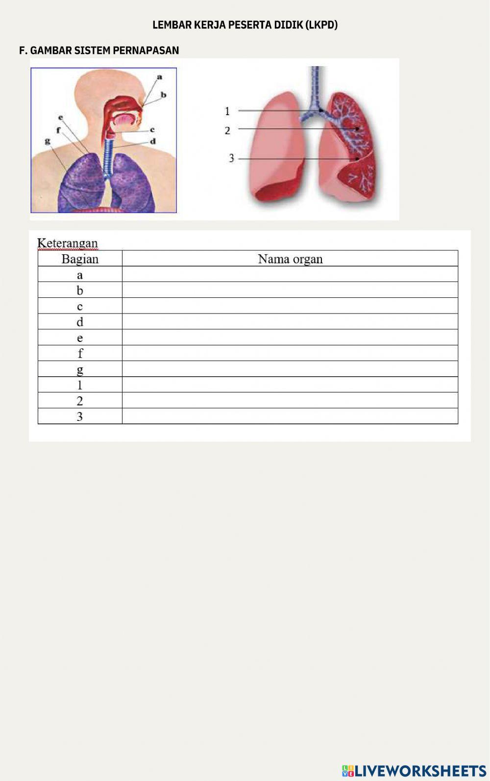 LKPD Sistem Pernapasan