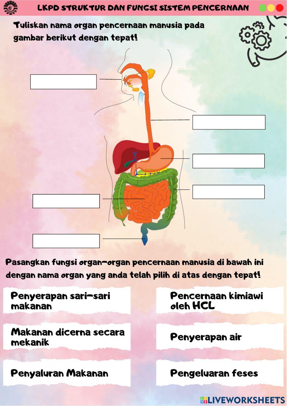 LKPD Struktur dan Fungsi Sistem Pencernaan Manusia
