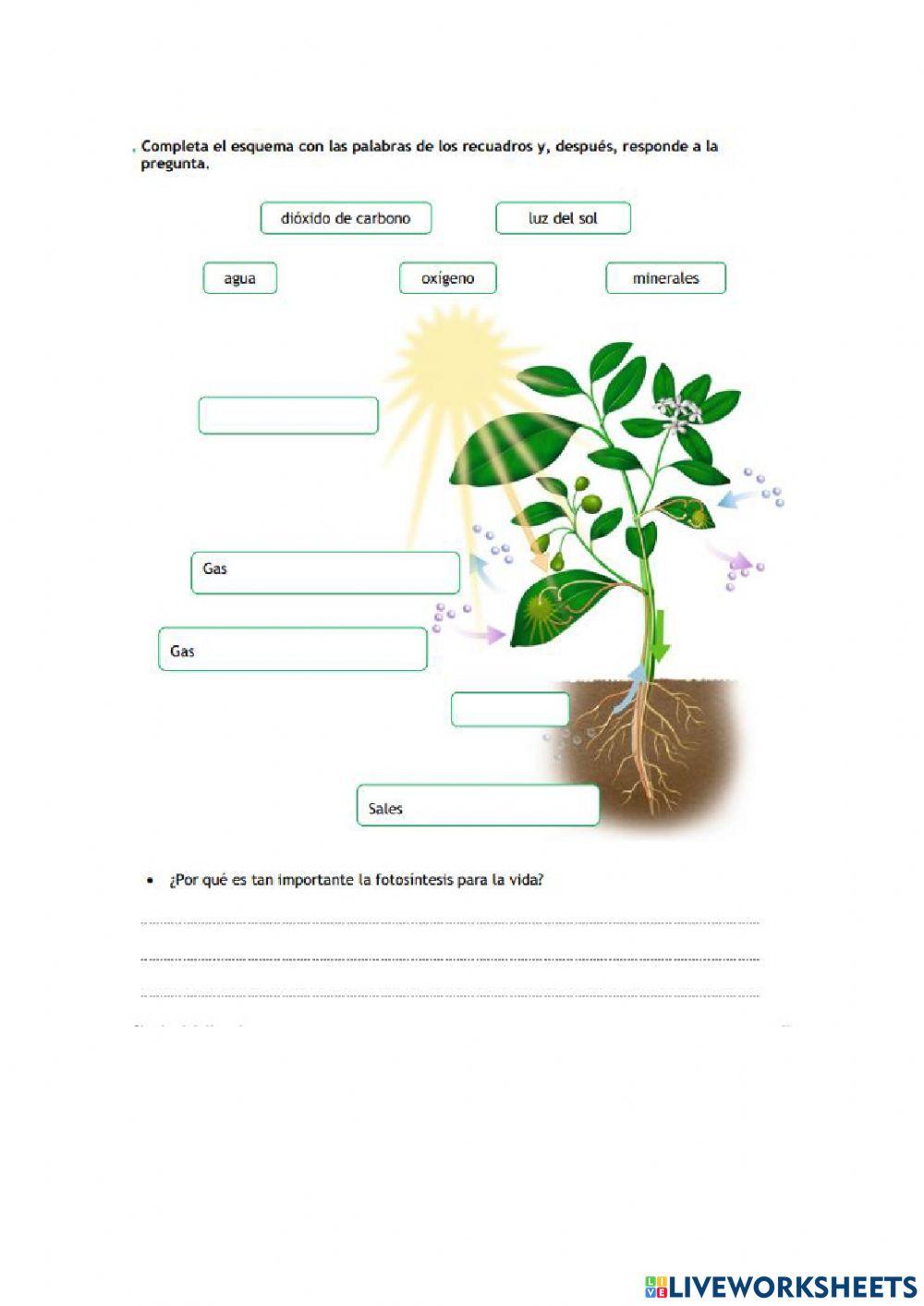 La importancia de la fotosíntesis
