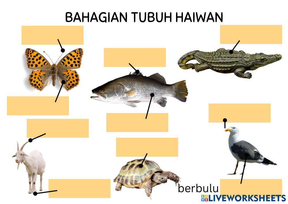 Bahagian Tubuh Haiwan Bahagian Tubuh Haiwan