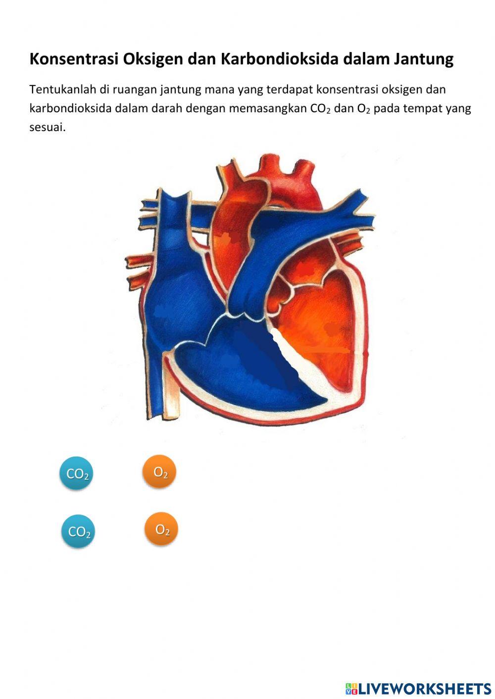 Struktur Jantung dan Pembuluh Darah
