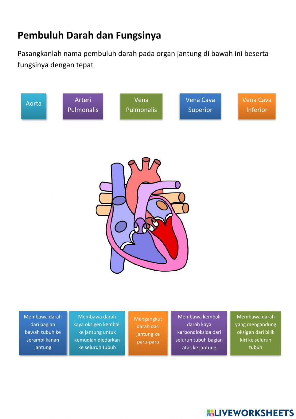 Struktur Jantung dan Pembuluh Darah