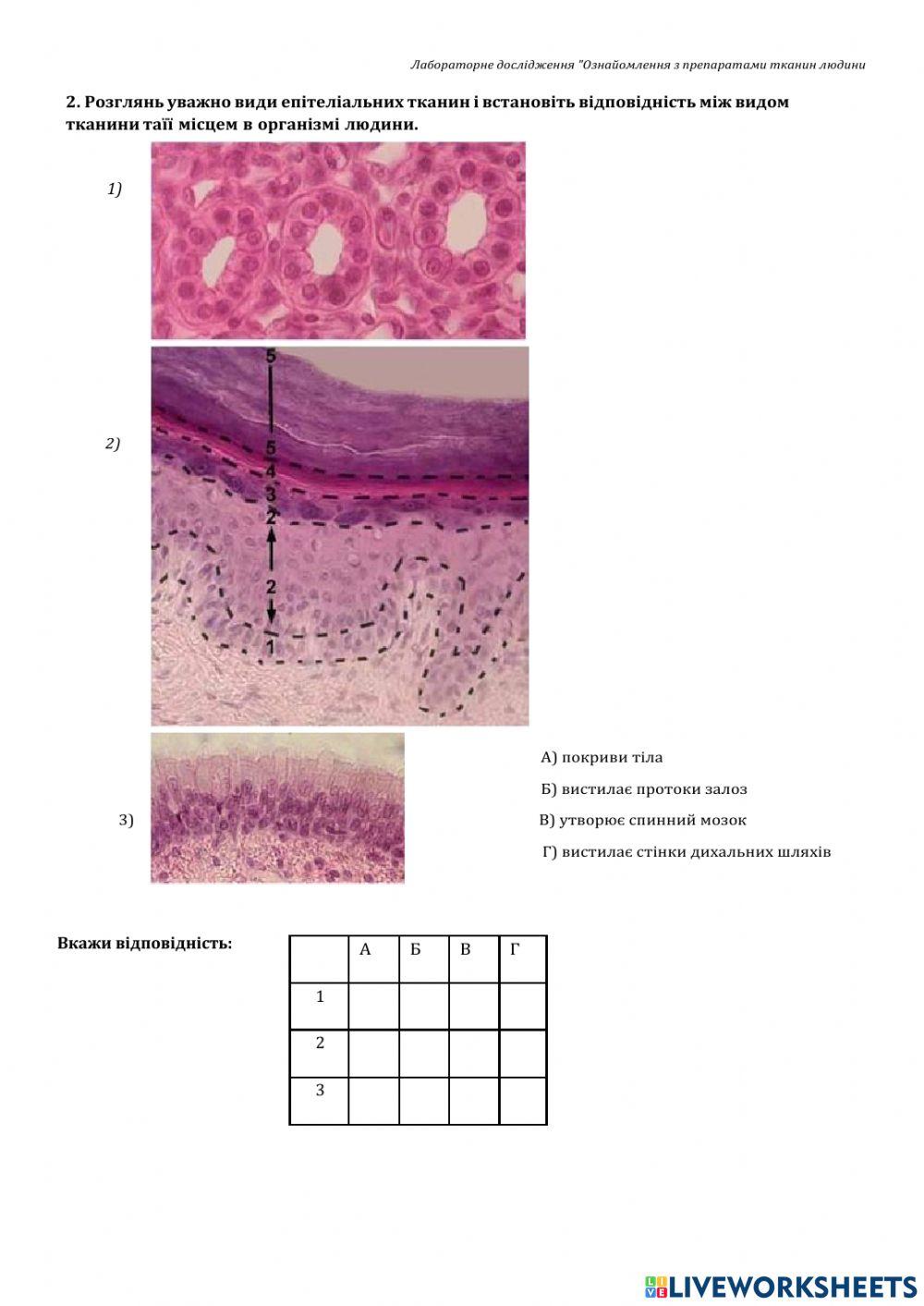Лабораторна робота №1 Ознайомлення з тканинами людини