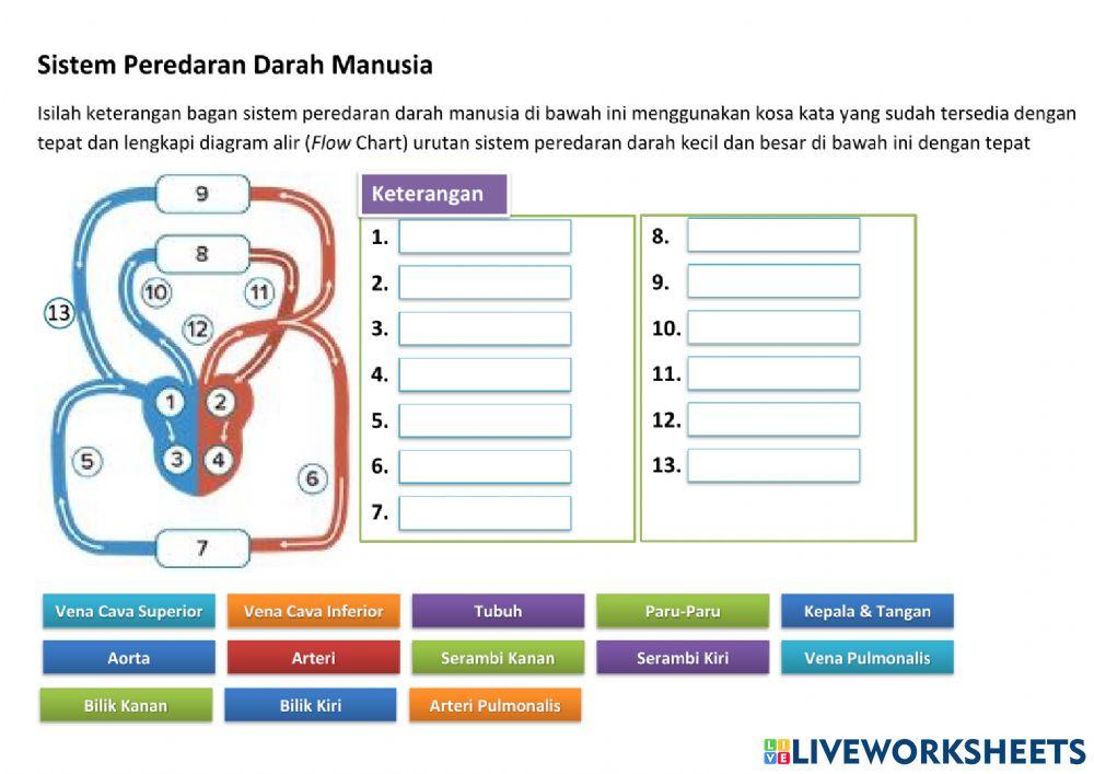Peredaran darah Besar dan Kecil