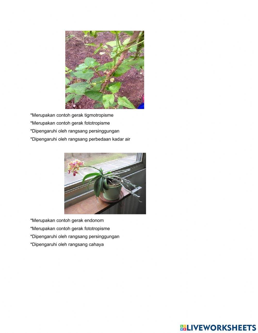 LKPD Gerak pada tumbuhan