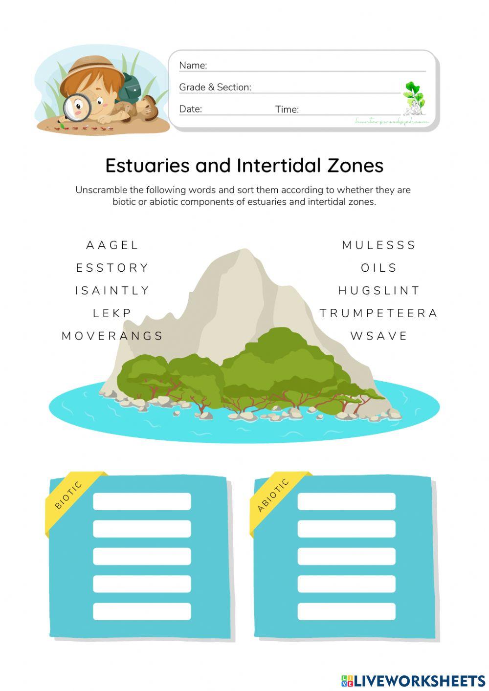 Estuaries and Intertidal Zones - HunterWoodsPH.com Worksheet