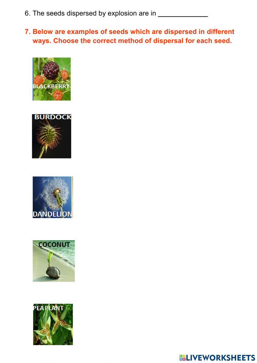 2159349 Seeds and Seed Dispersal Faizel Hendricks