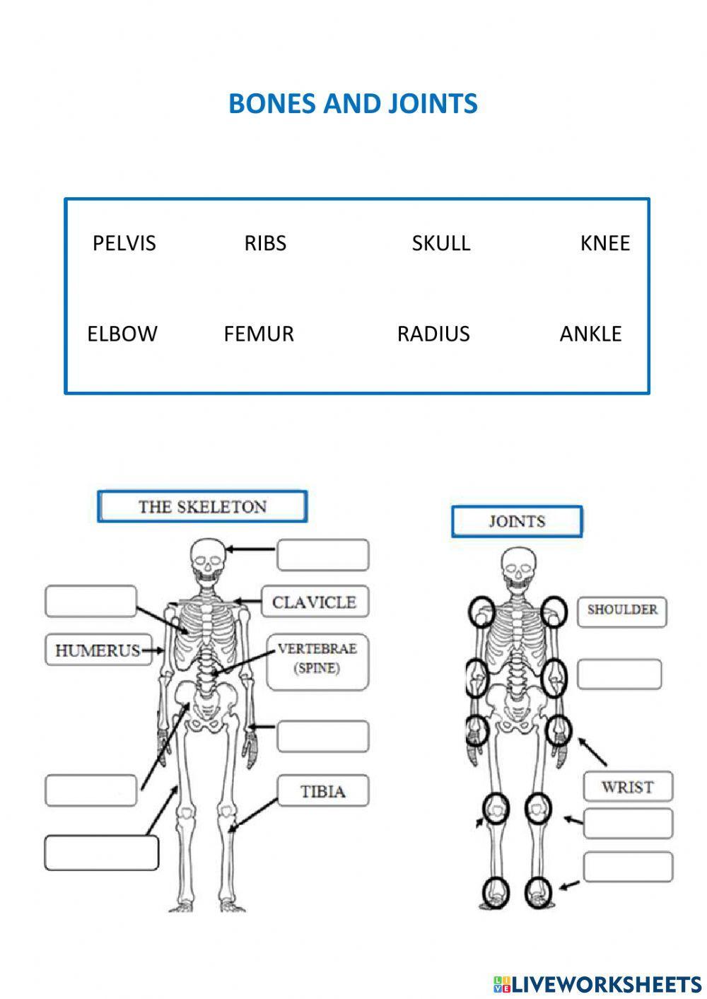 Bones and joints