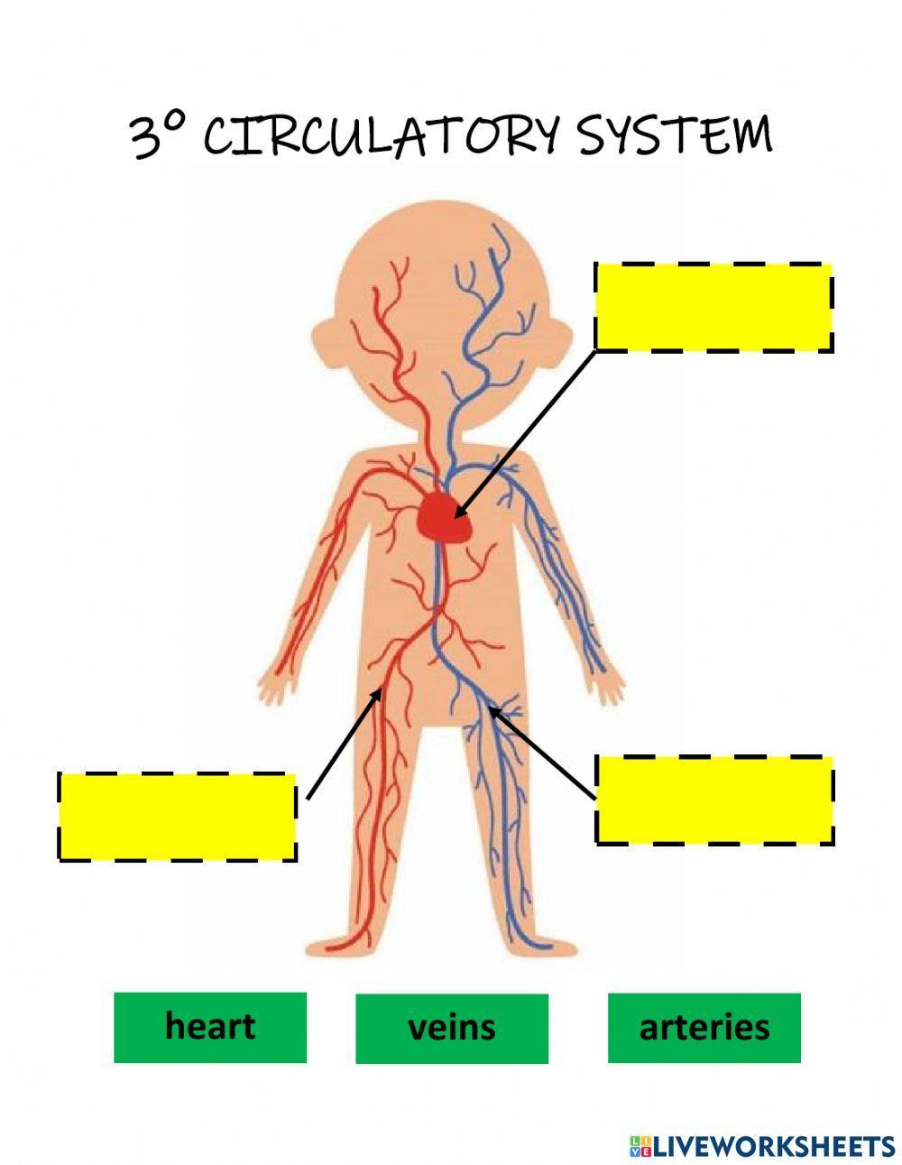 Circulatory system