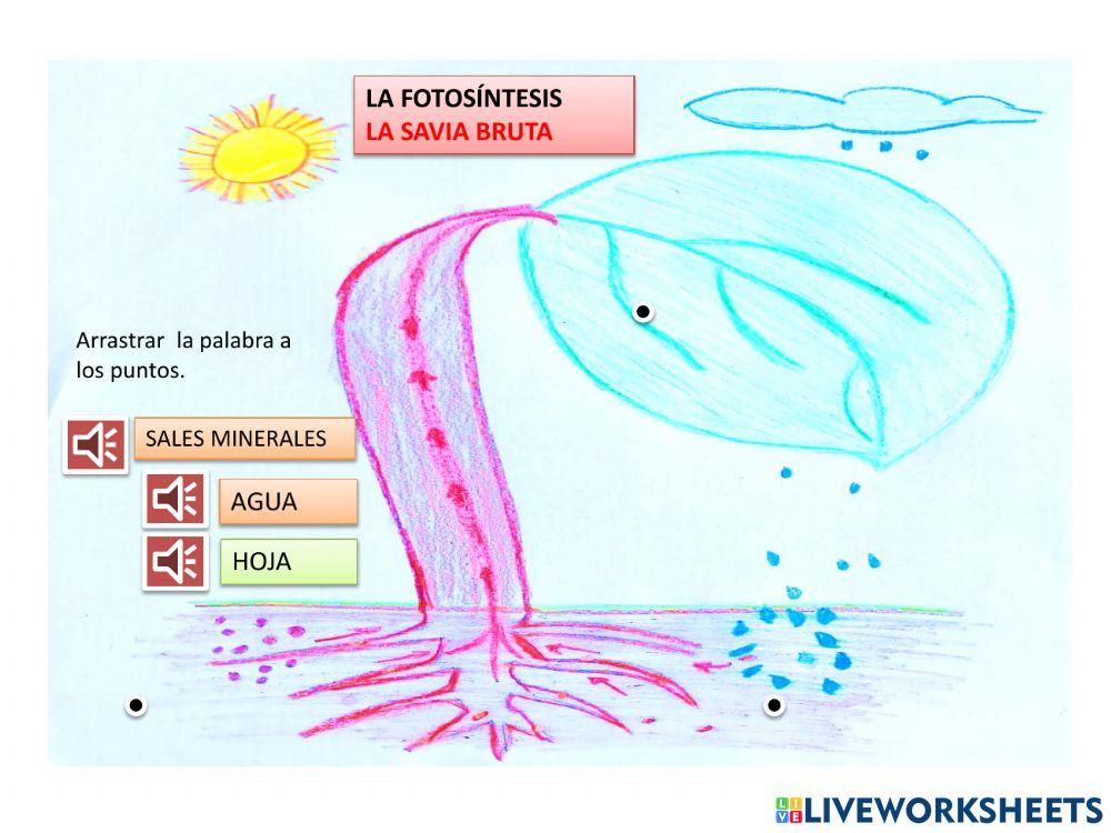 La planta y la fotosintesis