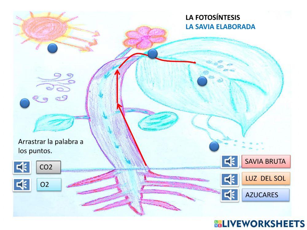 La planta y la fotosintesis