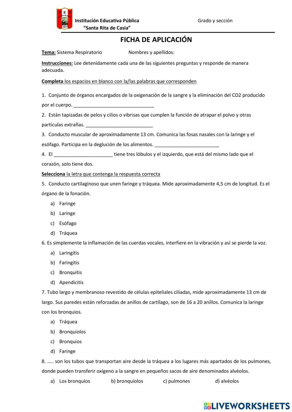 Sistema Respiratorio