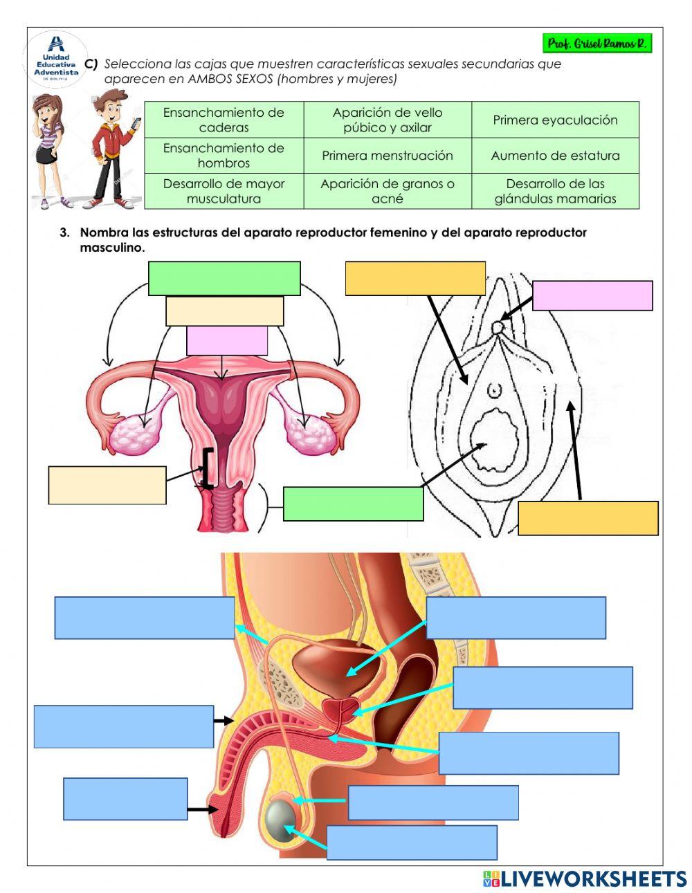 Evaluación Sistemas de Reproducción