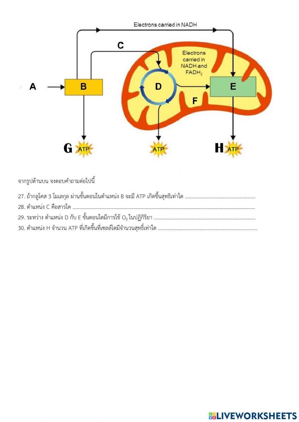 ข้อสอบปฏิบัติการชีววิทยา ปลายภาค