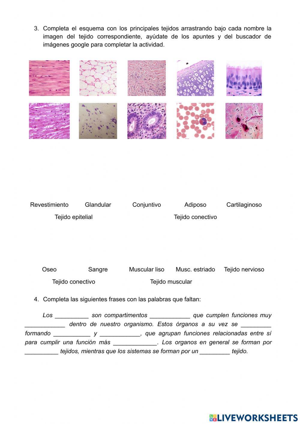 Tejidos, órganos, aparatos y sistemas