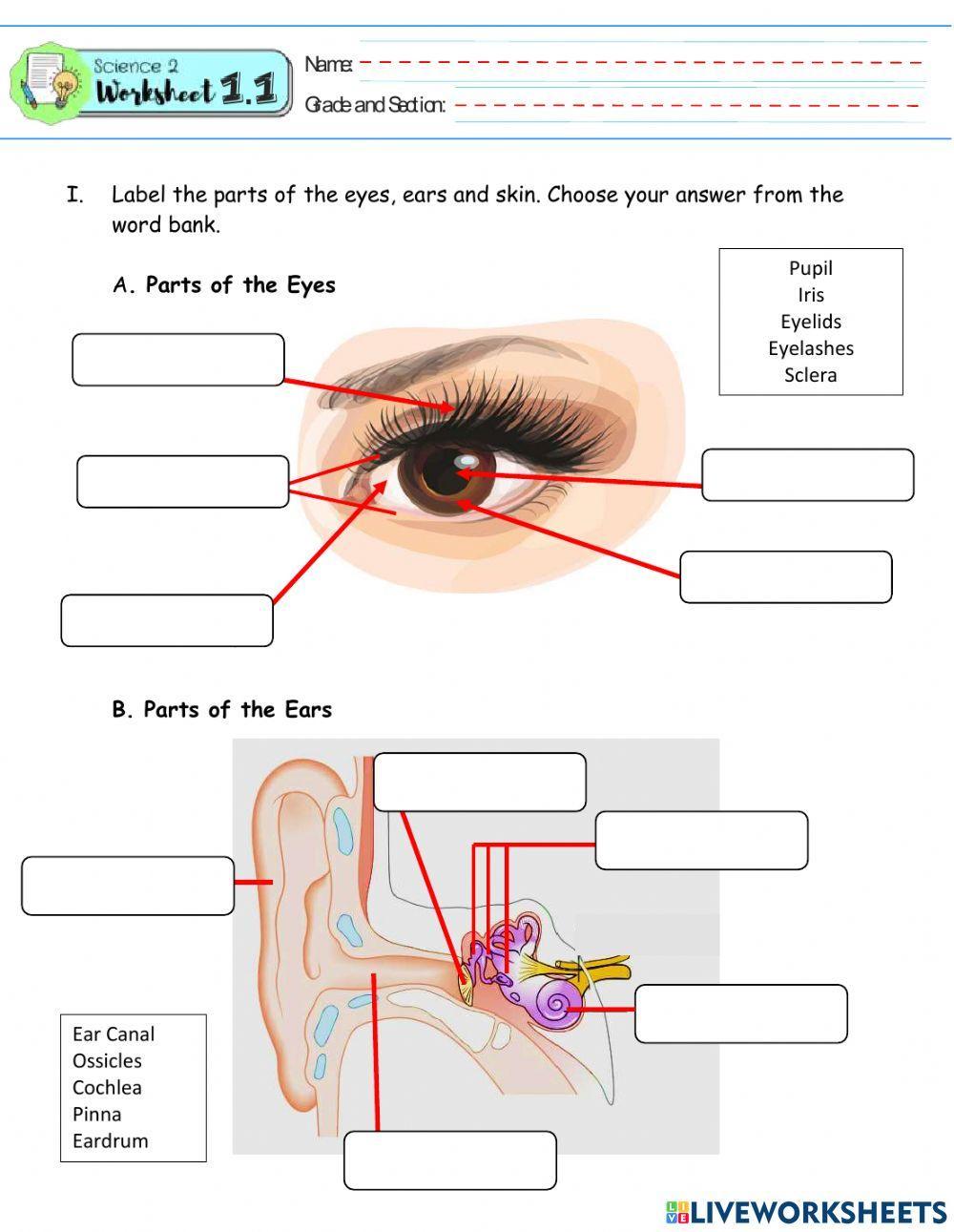 Sense Organs