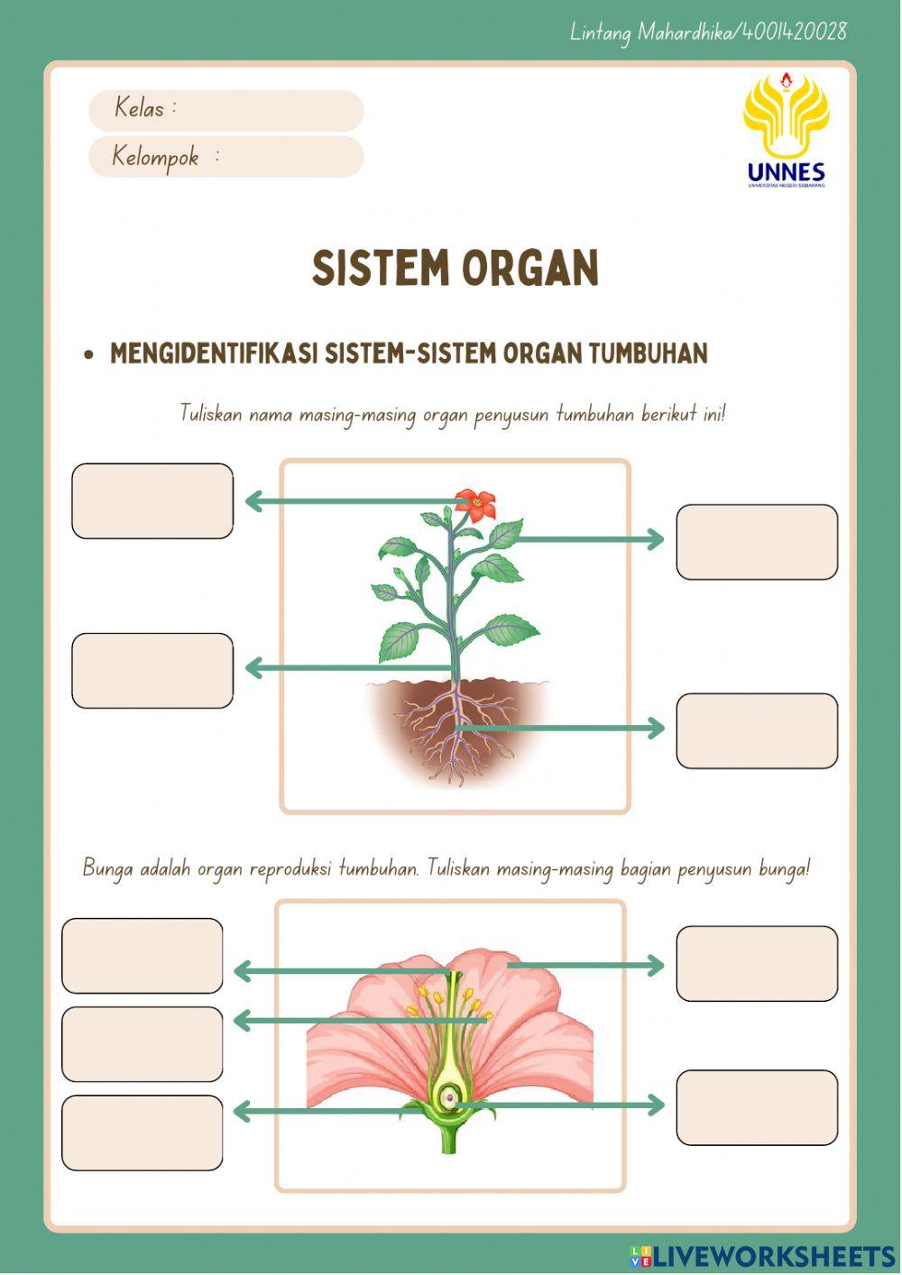 LKPD Sistem Organ
