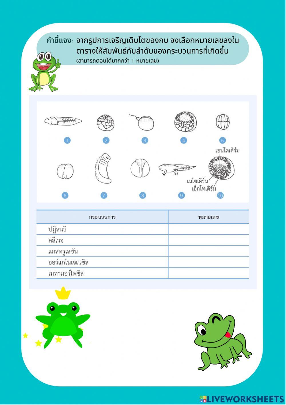 การเจริญเติบโตของสัตว์