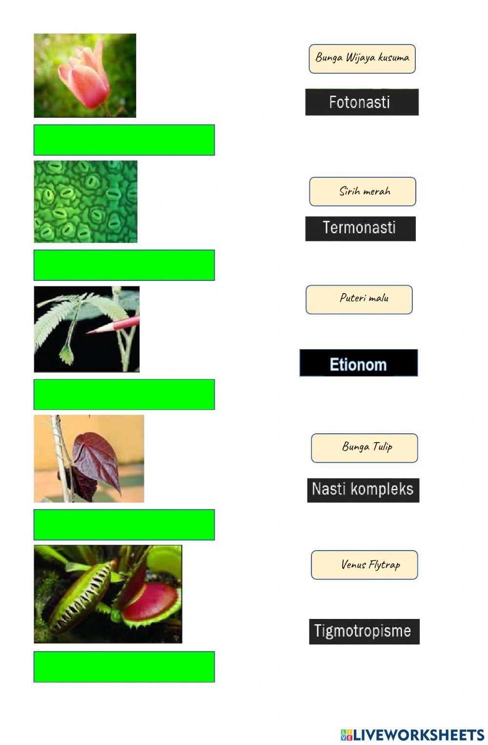 Gerak tumbuhan dan hewan