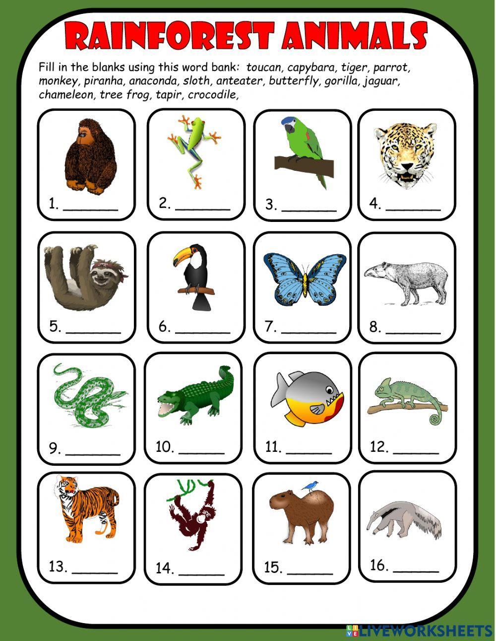 Rainforest Animals 2133674 estherlee76
