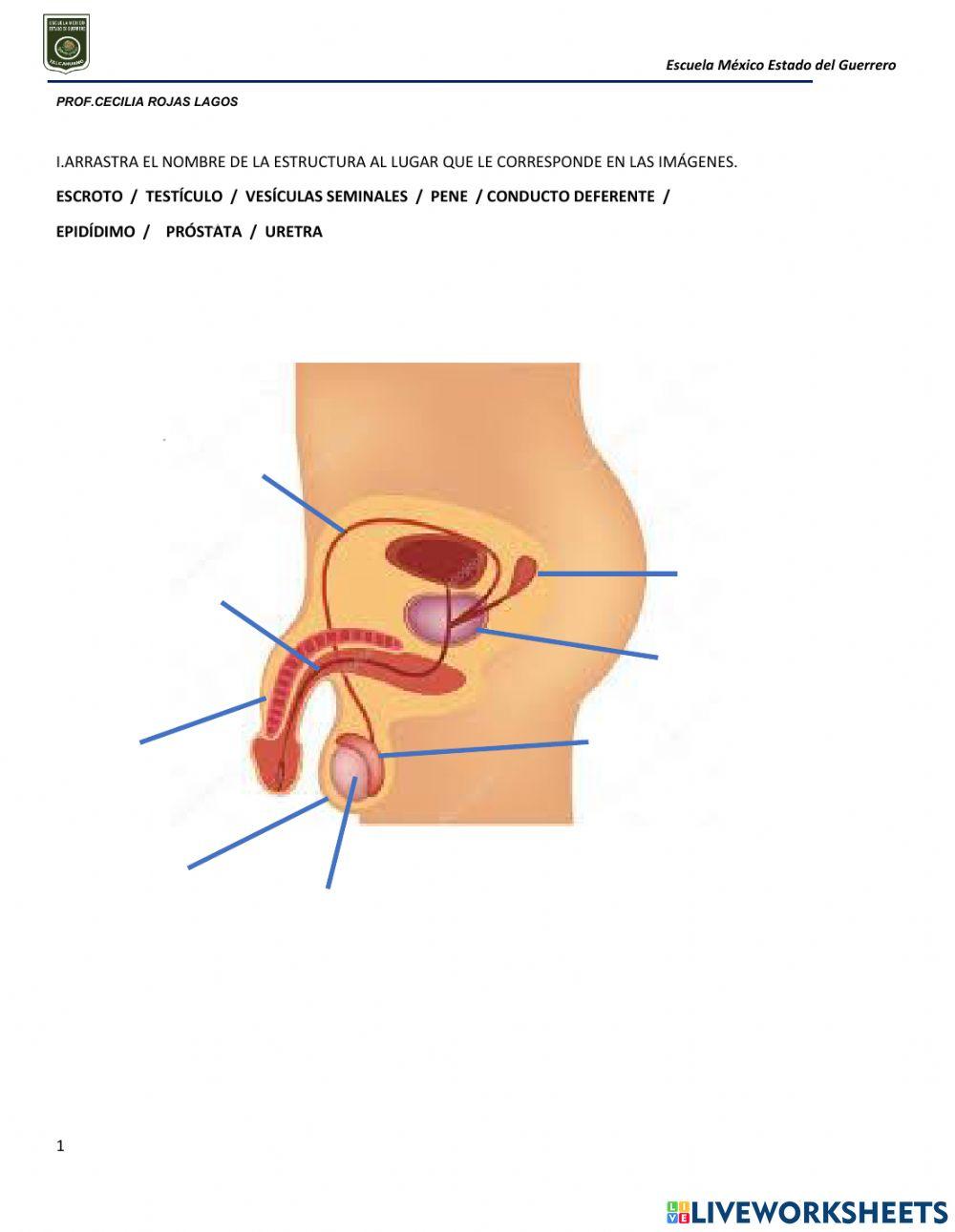 Aparatos resprodructores y caracteres sexuales secundarios