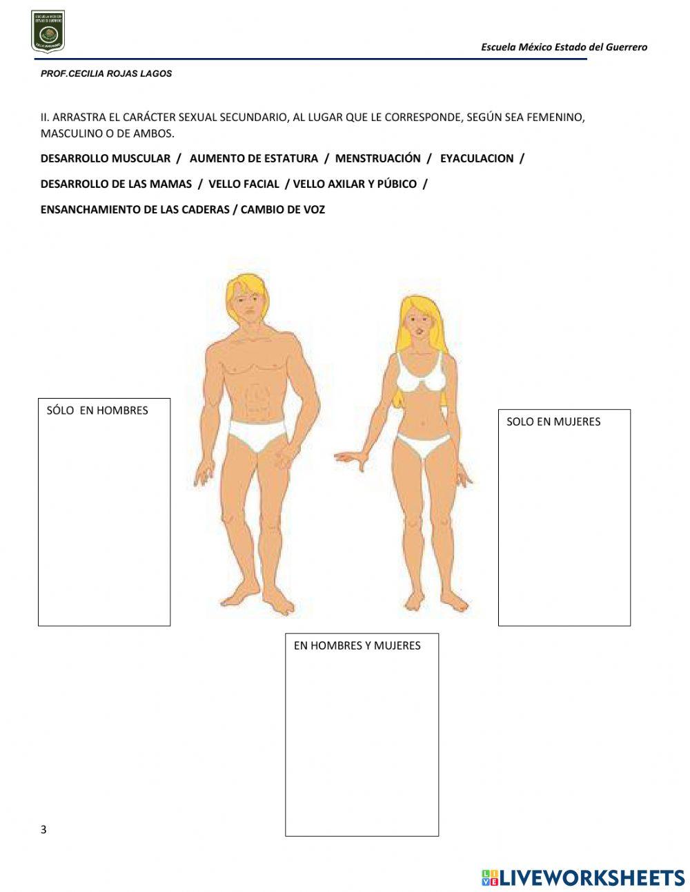 Aparatos resprodructores y caracteres sexuales secundarios