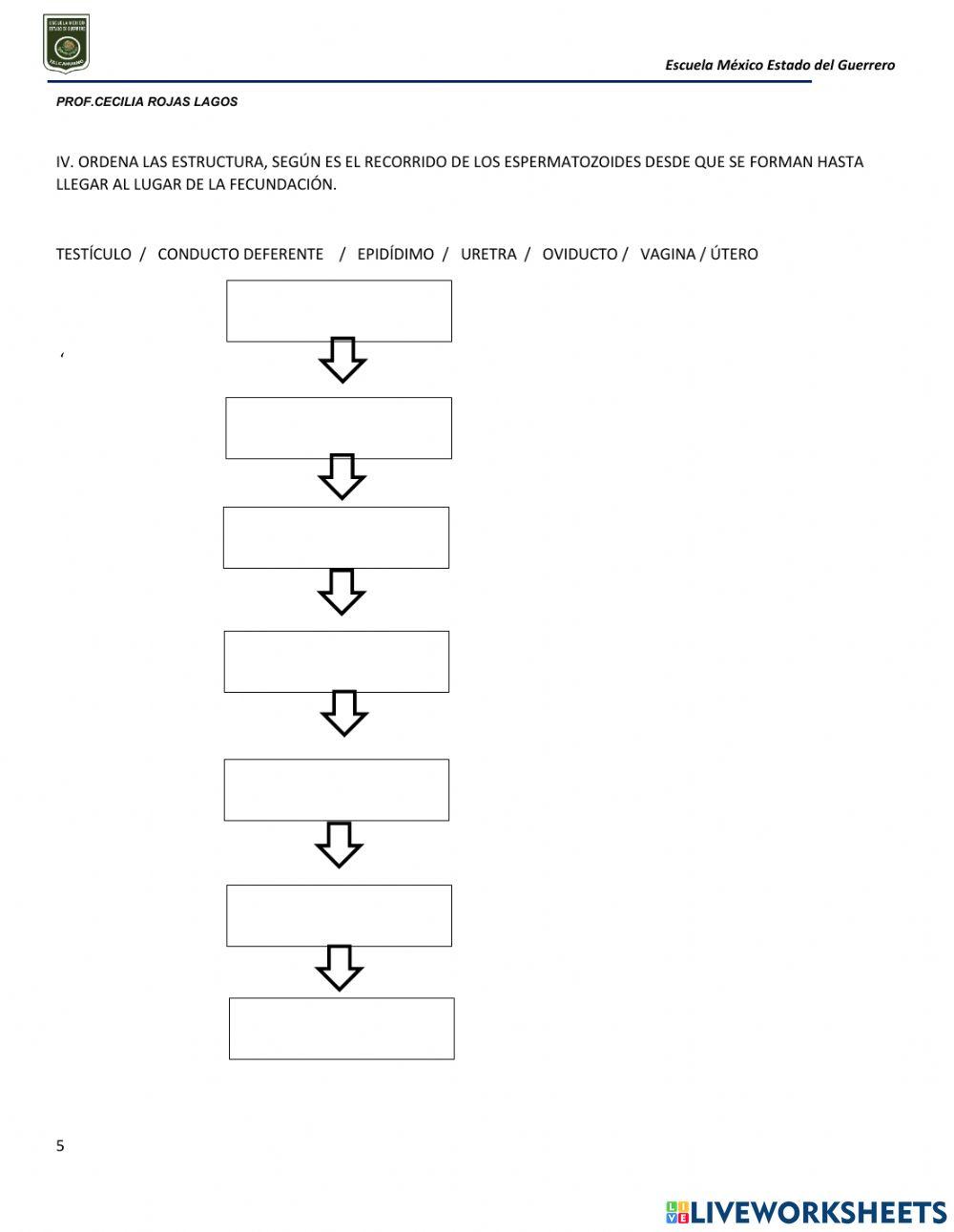 Aparatos resprodructores y caracteres sexuales secundarios