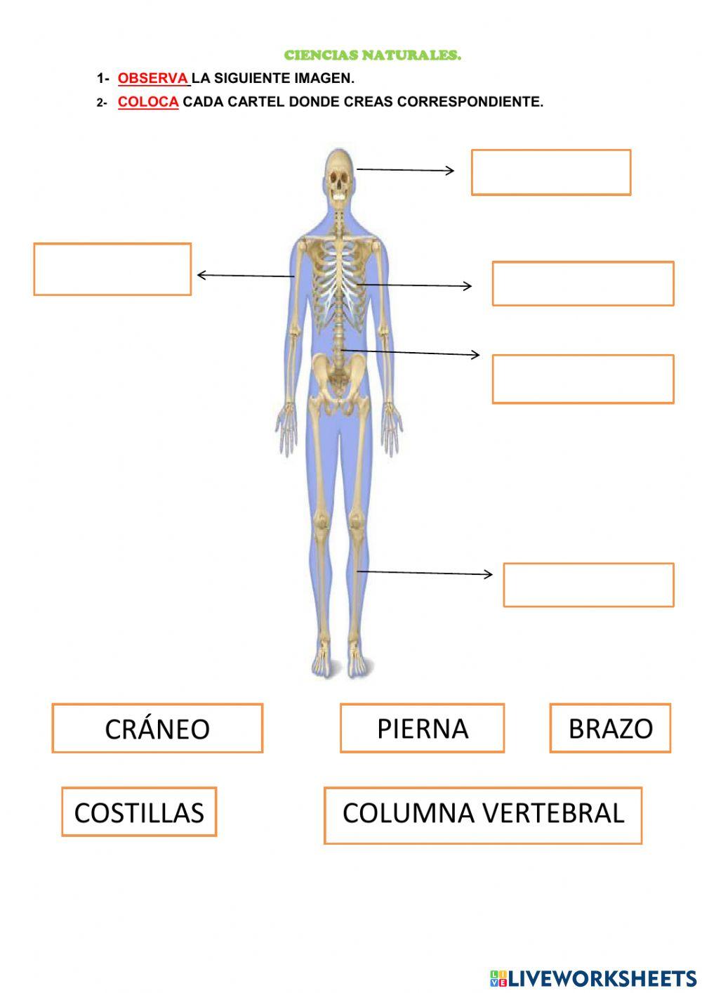 Cuerpo Humano