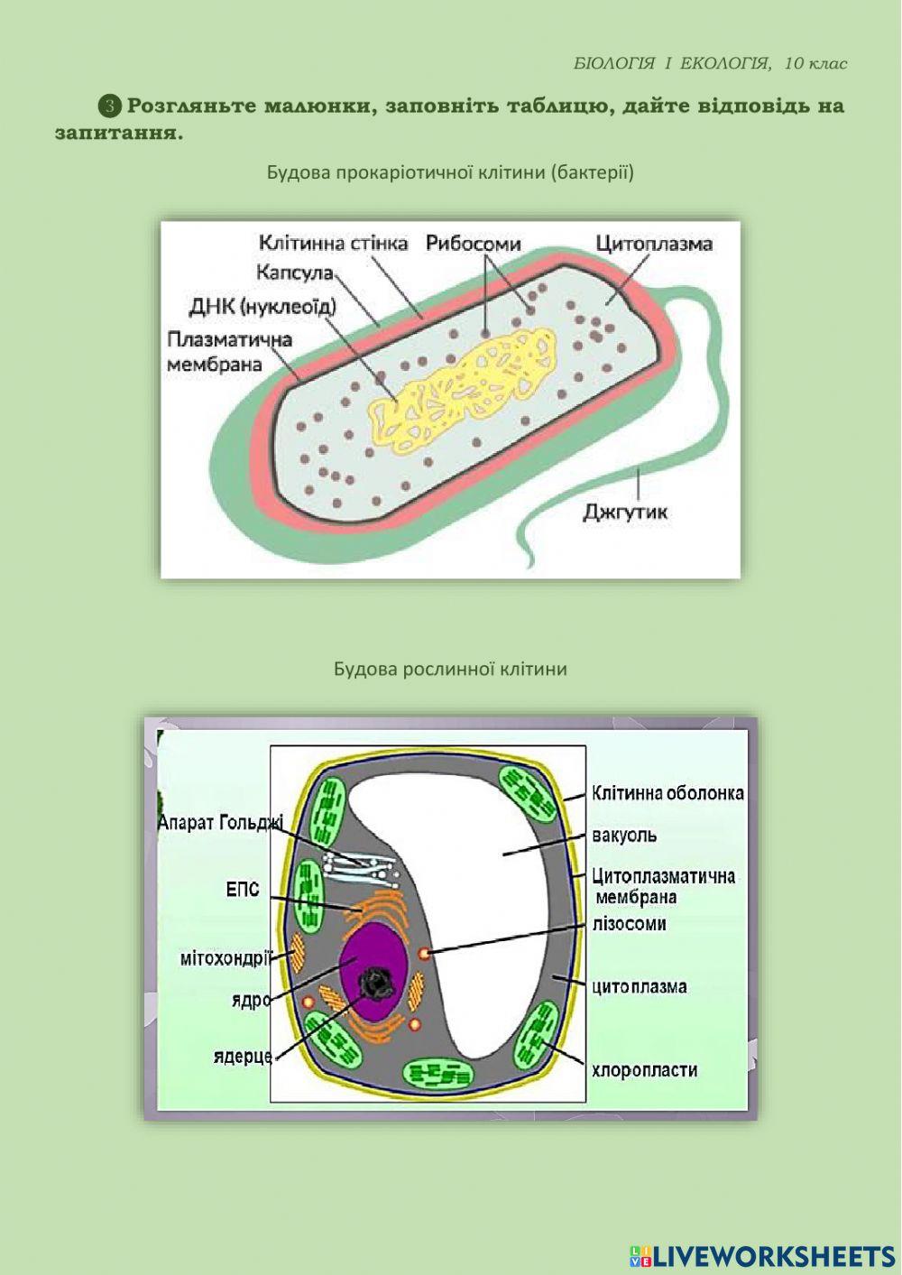 Основні типи біосистем. Структурна організація клітин