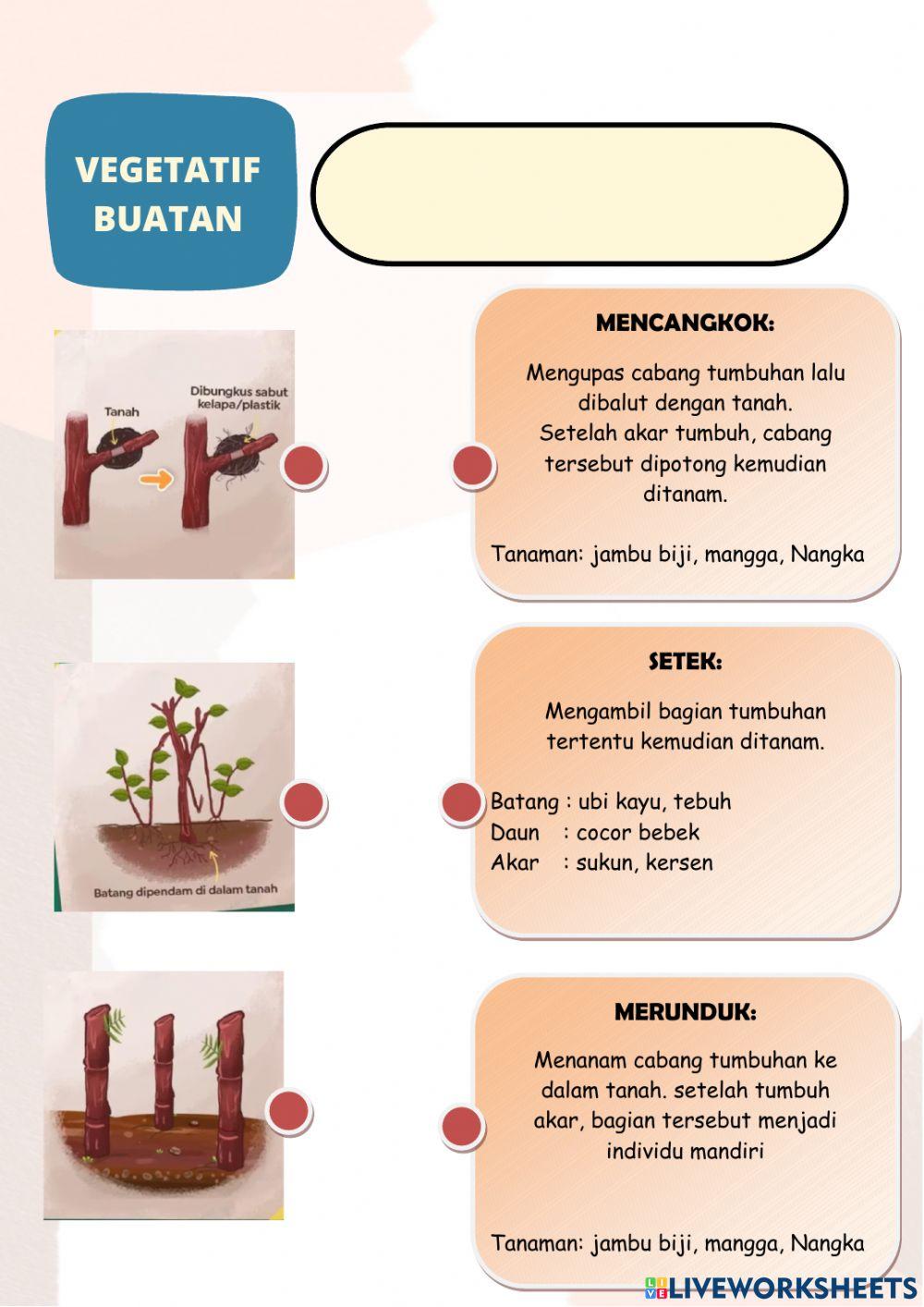 Lkpd ipa perkembangbiakan
