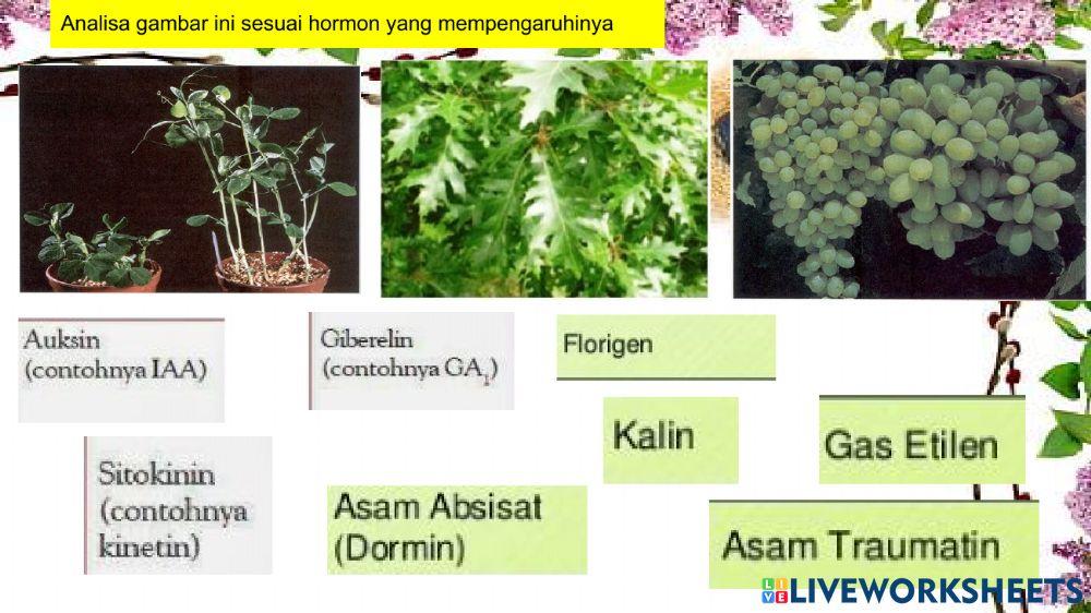 Pengaruh hormon internal pada pertumbuhan dan perkembangan tanaman