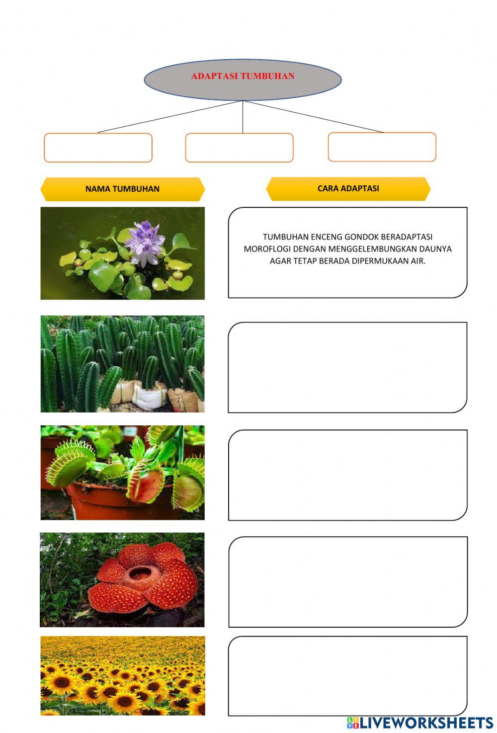 Adaptasi tumbuhan dan hewan