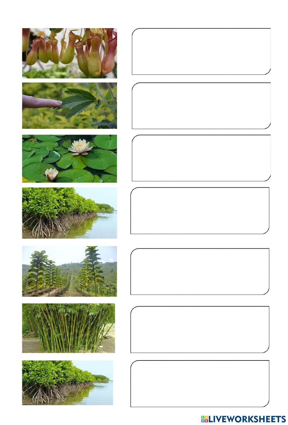 Adaptasi tumbuhan dan hewan