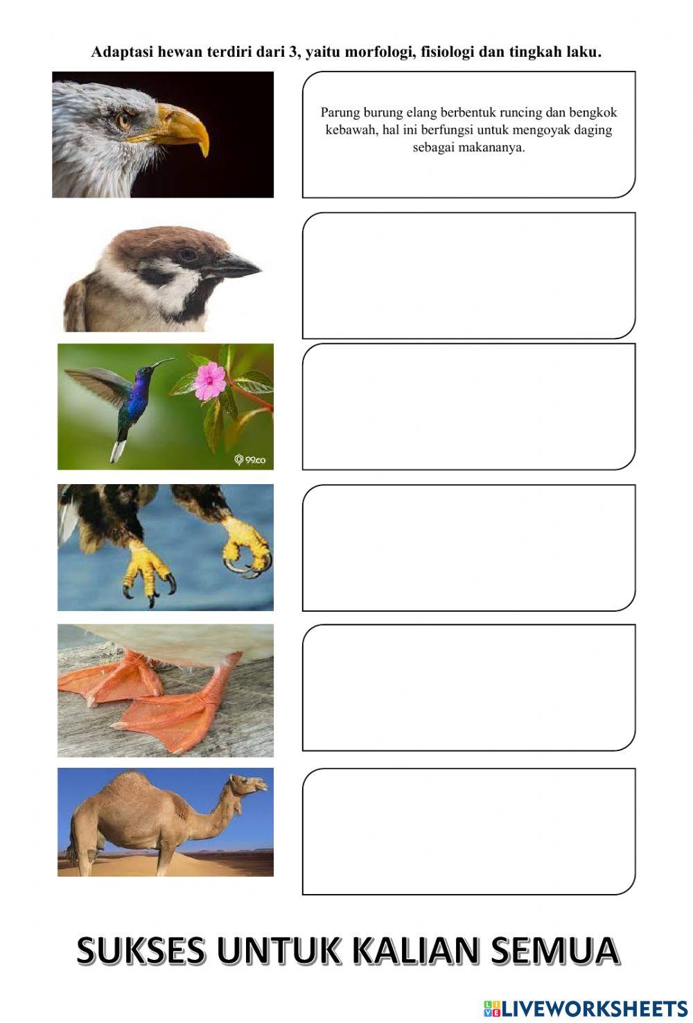 Adaptasi tumbuhan dan hewan